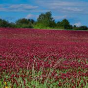 Crimson Clover Seeds thumbnail