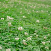 White Dutch Clover Seeds thumbnail