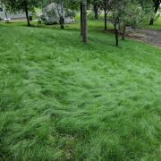 Legacy Fine Fescue Grass