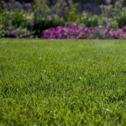 Kentucky Bluegrass Supreme