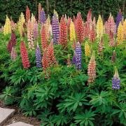 Lupine Seeds - Russells Wildflower Seed thumbnail