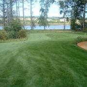 Combat Transition Fescue