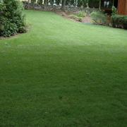 Kentucky Bluegrass Hybrid