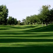 Riviera Bermuda Grass