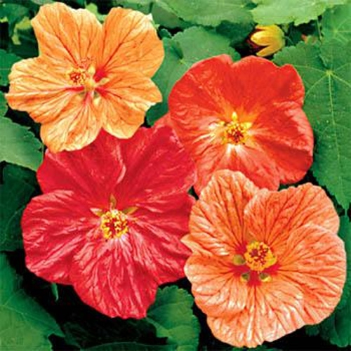 Abutilon Seeds Mix