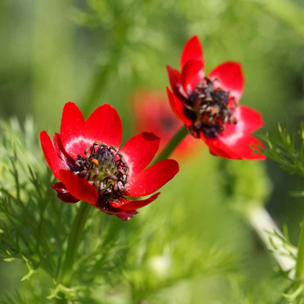 Adonis Aestivalis Pheasant's Eye Flower