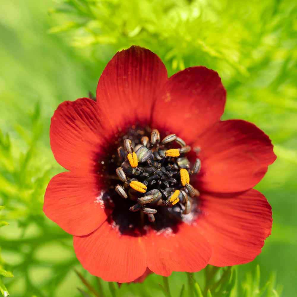 Adonis Aestivalis Flowers