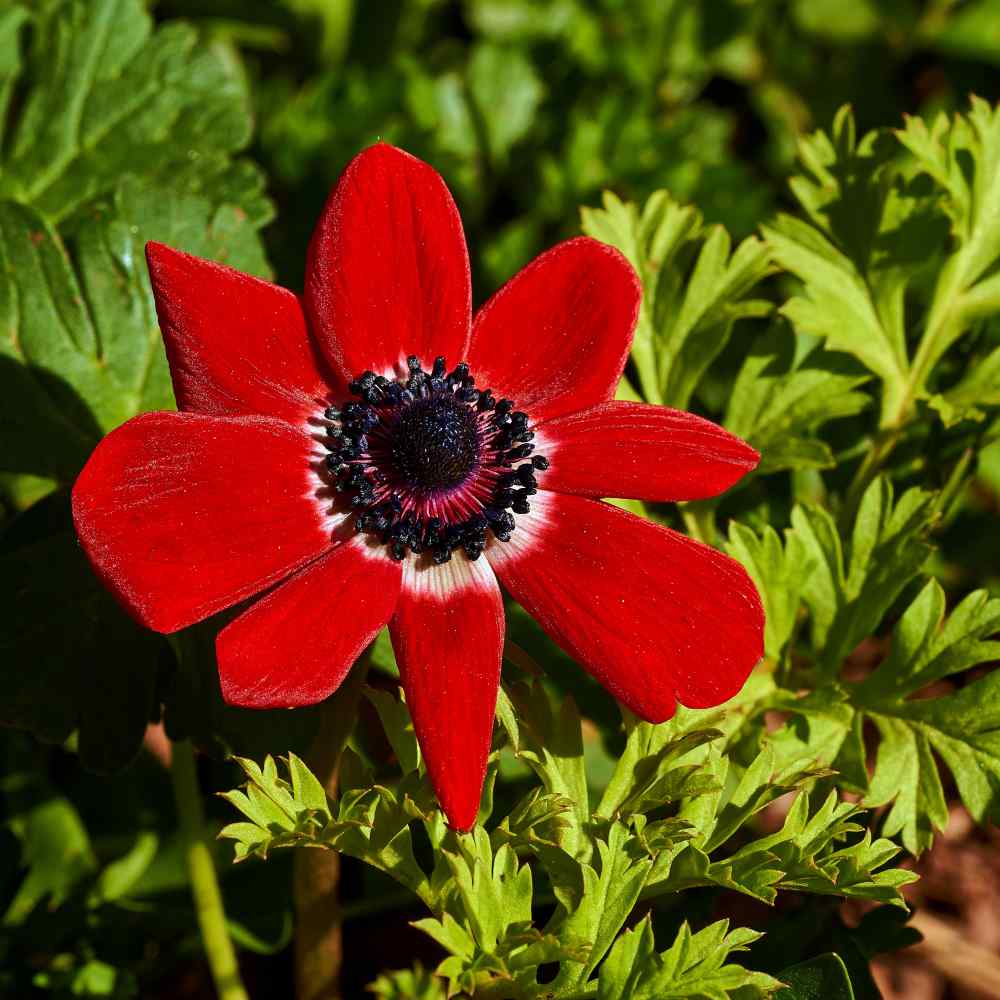 Summer Pheasant's Eye Flowers