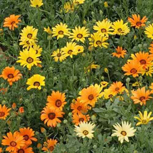 African Daisy Flower Mix