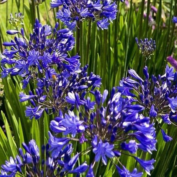 Lily of the Nile Flowers