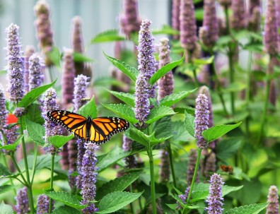Monarch and Agastache