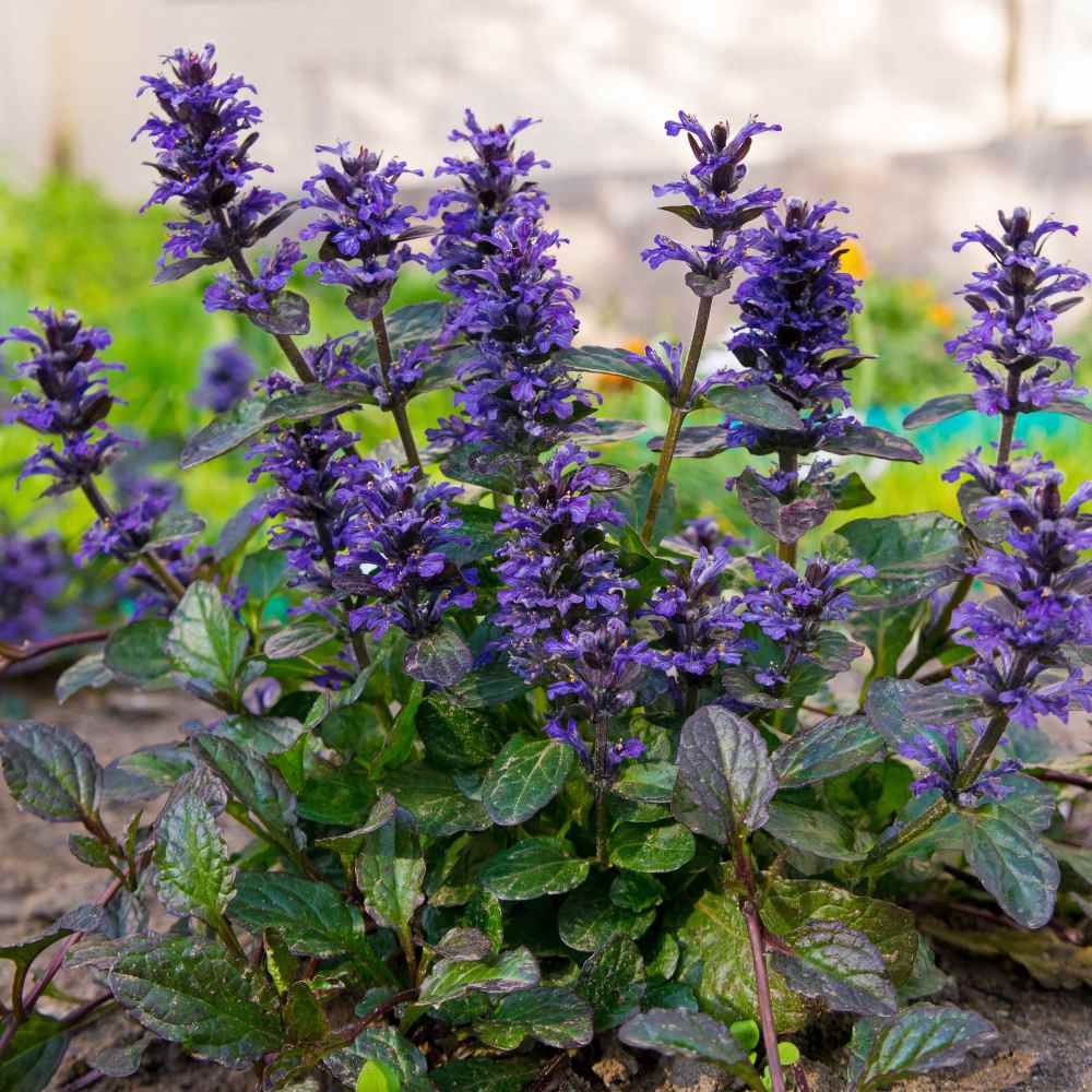 Ajuga Reptans