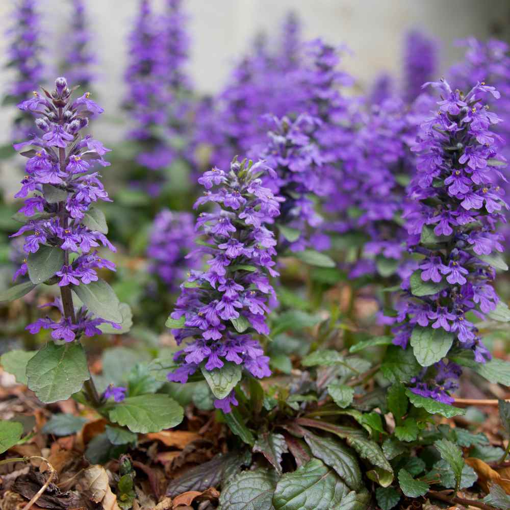 Ajuga Reptans Ground Cover