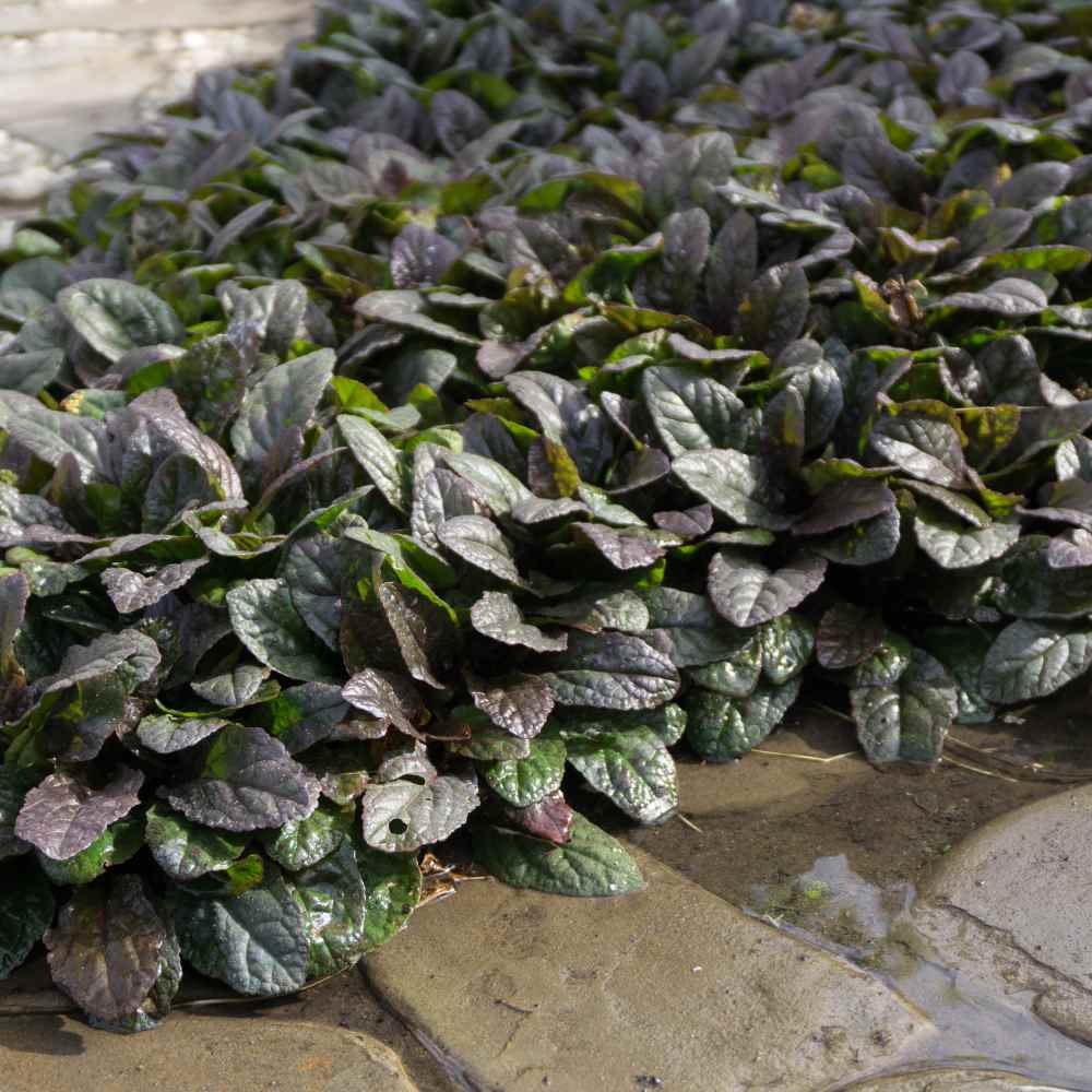Ajuga Reptans Plants