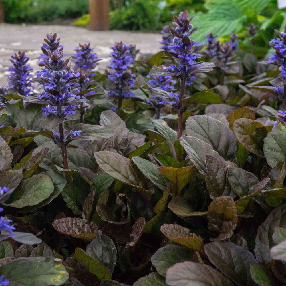 Ajuga Reptans Flowers