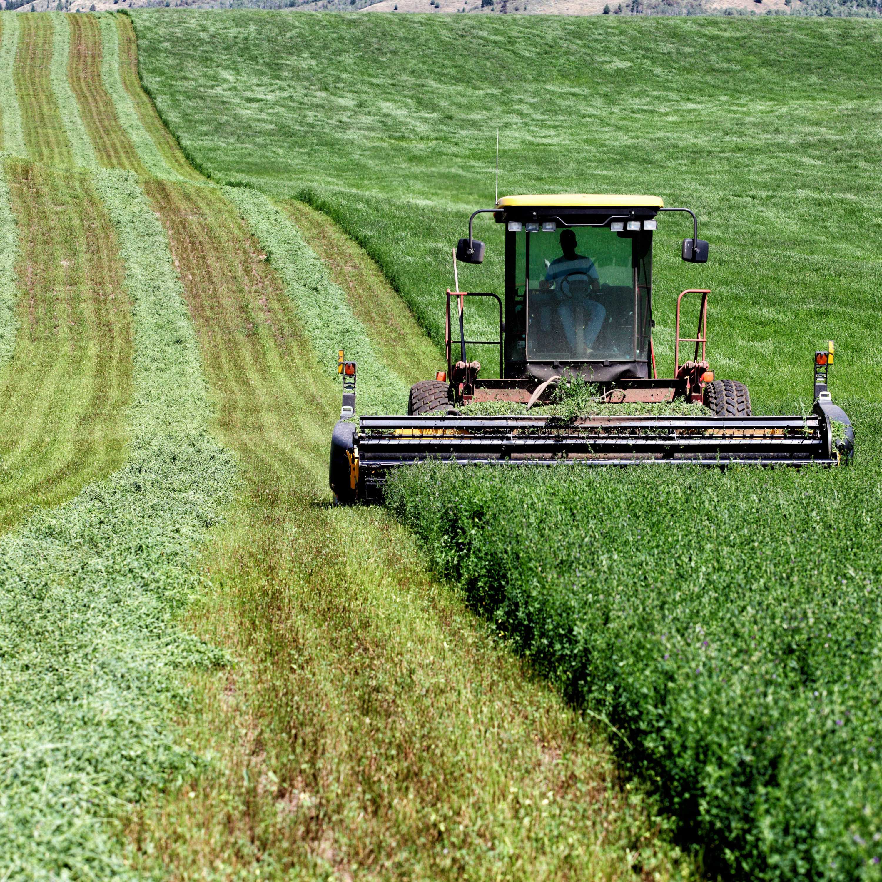 Alfalfa Plants