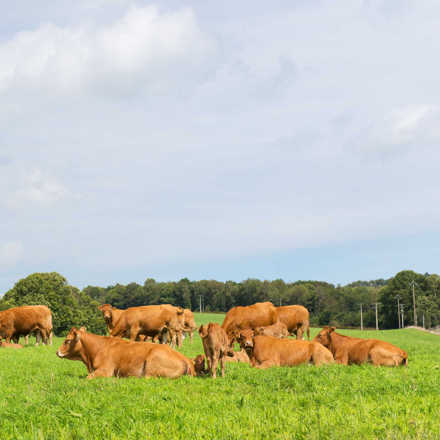 All Purpose Pasture Seed Mix