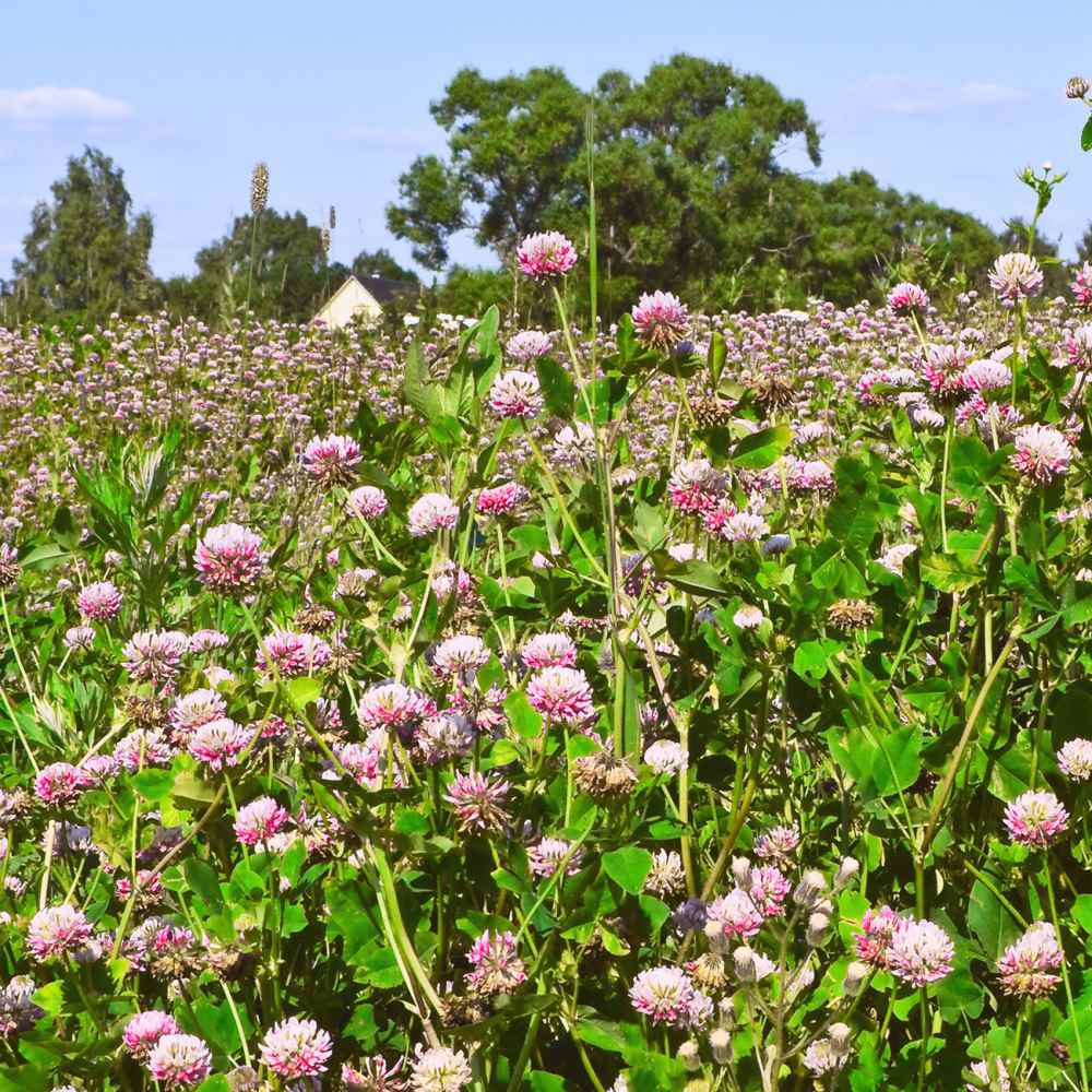 Trifolium Hybridum Clover