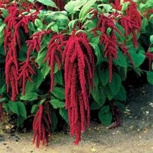 Amaranthus Red Flowering Plant