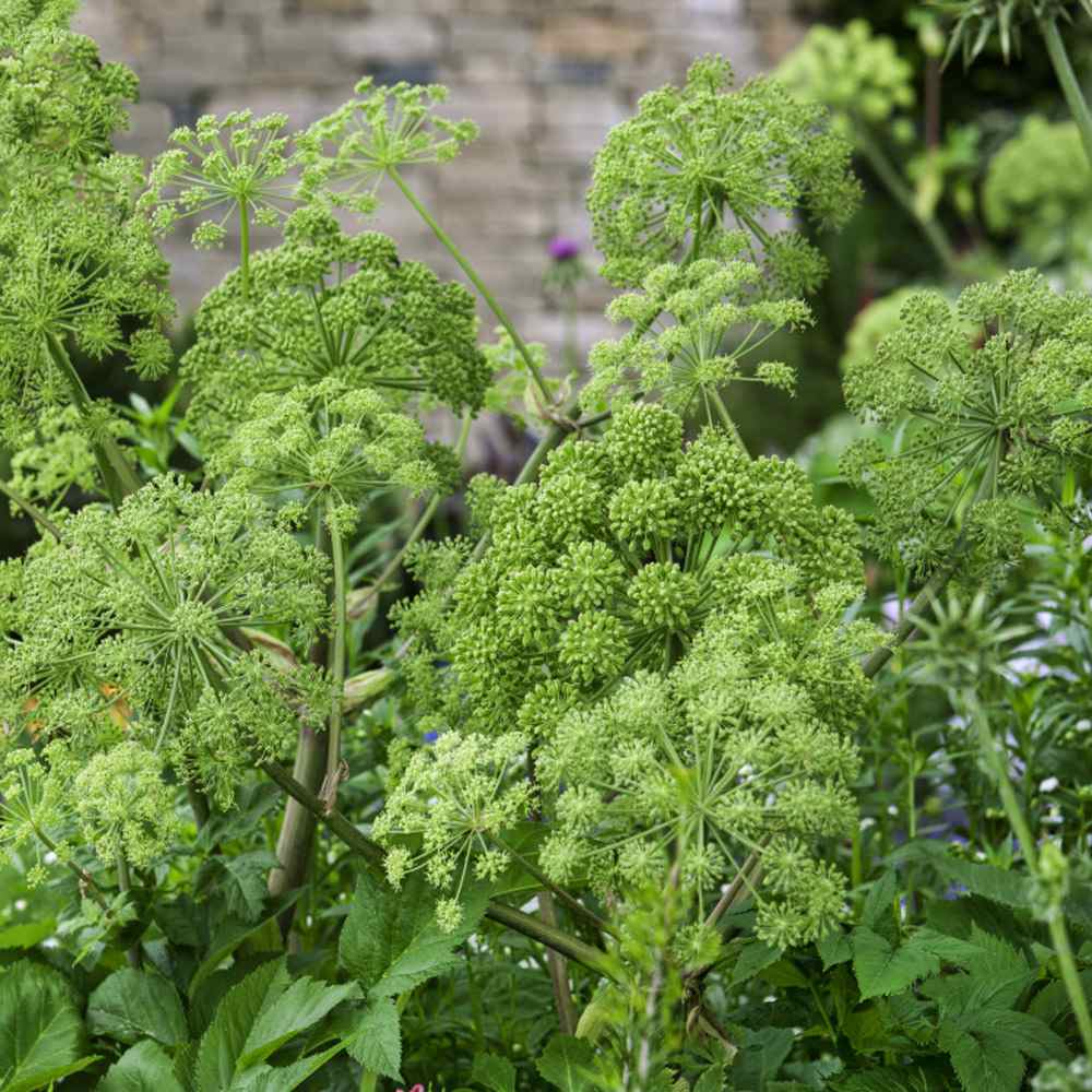 Garden Angelica Herb