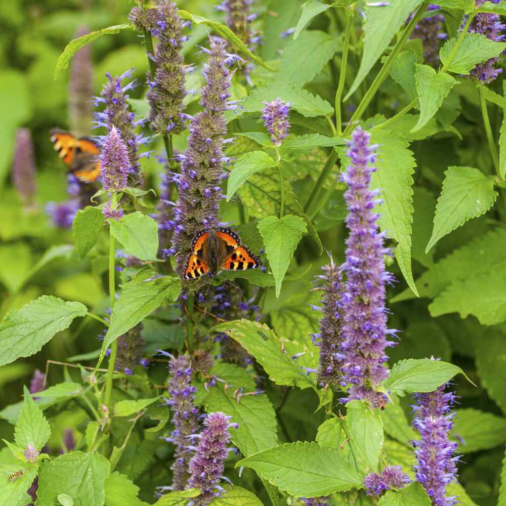 Anise Hyssop