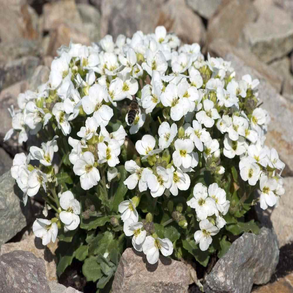 Arabis Plants