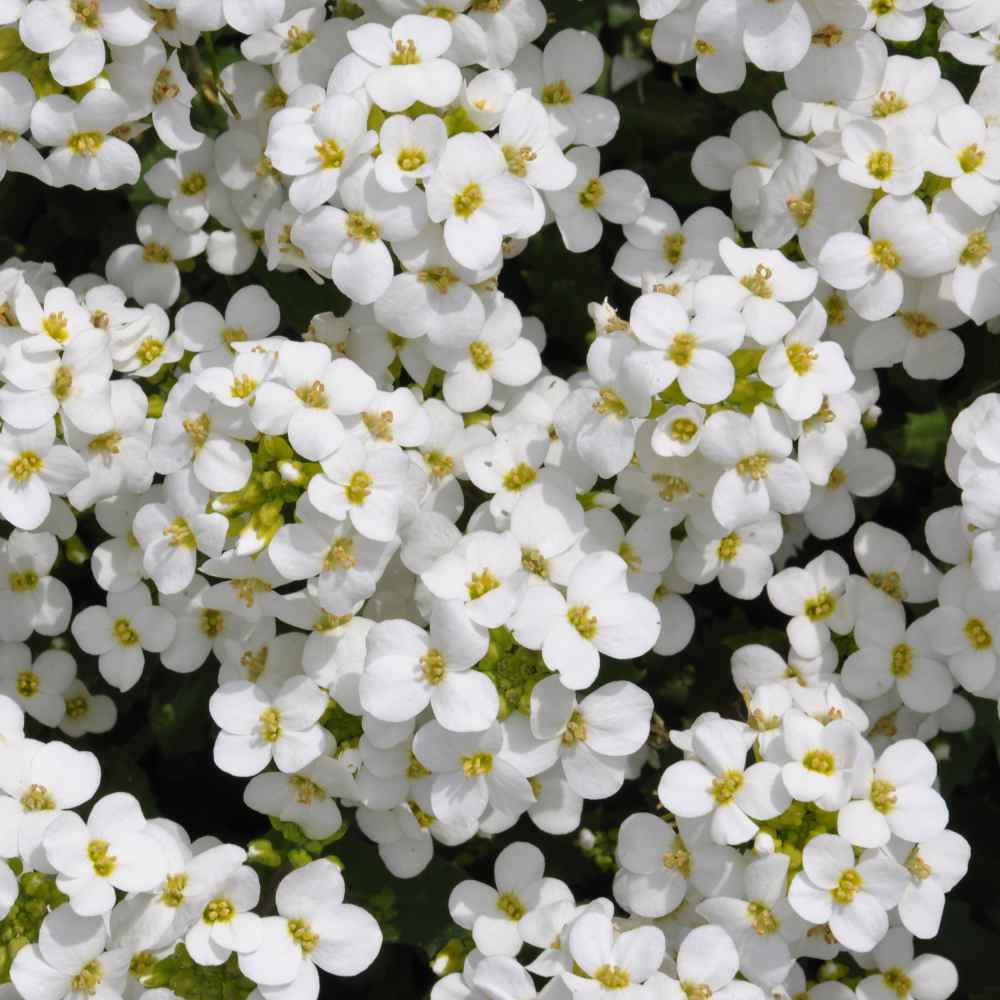 Arabis Flowers