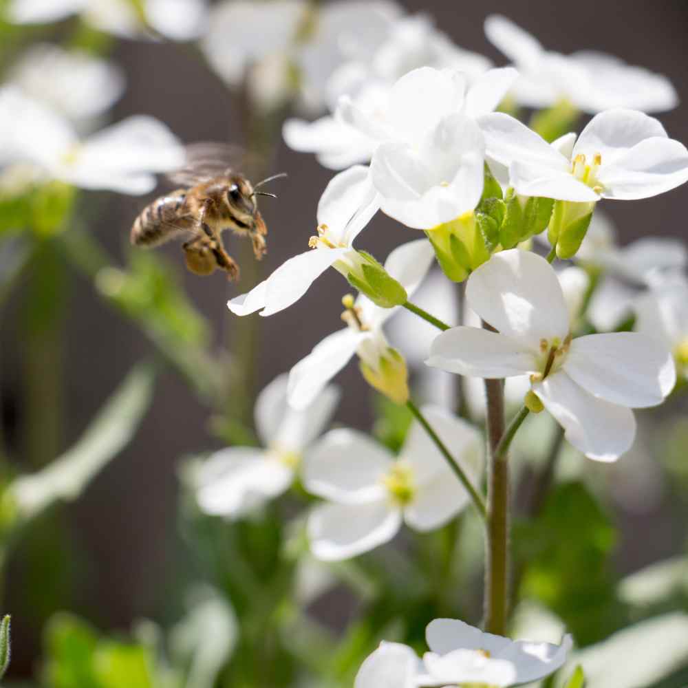 Arabis Groundcover