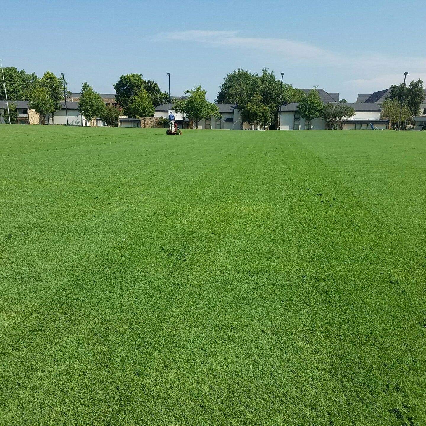 Arden 15 Bermuda Grass
