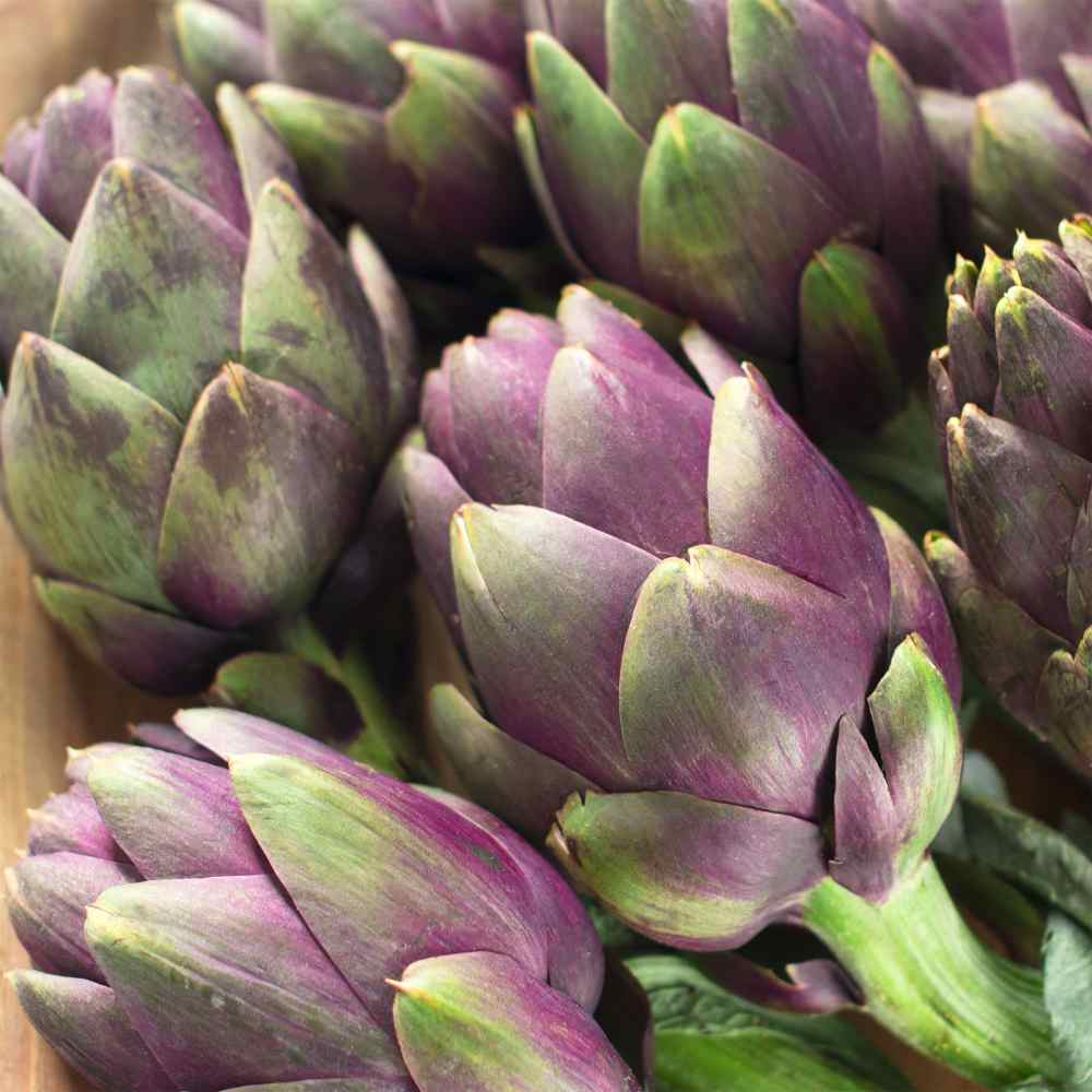 Artichoke Garden Plant