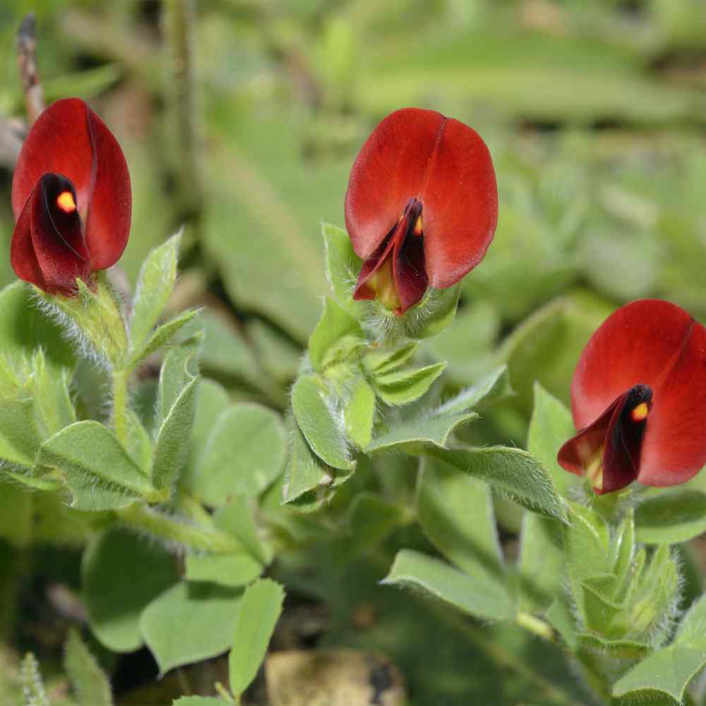 Asparagus Pea