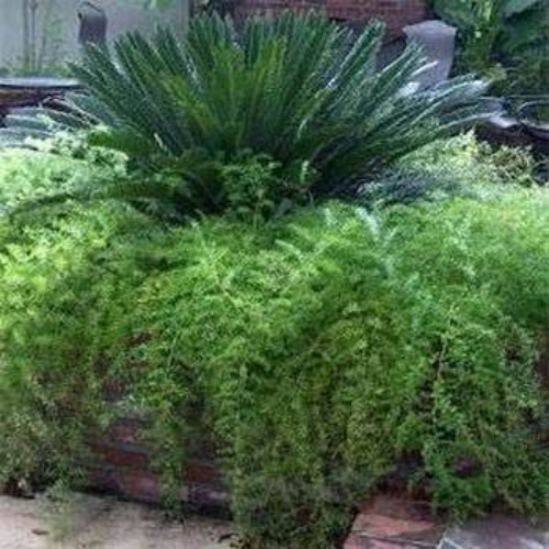 Asparagus Fern Flower Seed