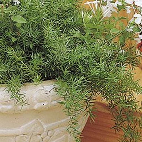 Asparagus Fern Plant