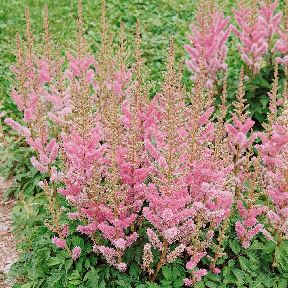 Astilbe False Goat's Beard