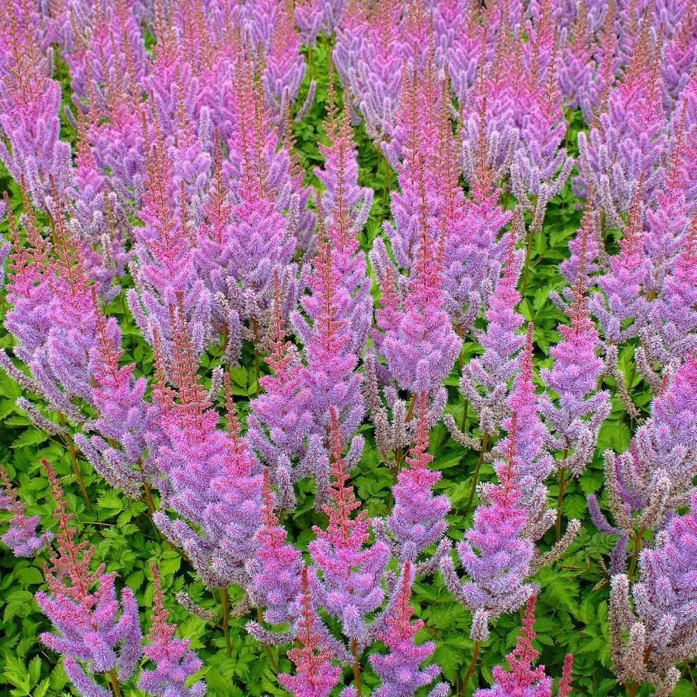 Astilbe Chinensis Goat's Beard