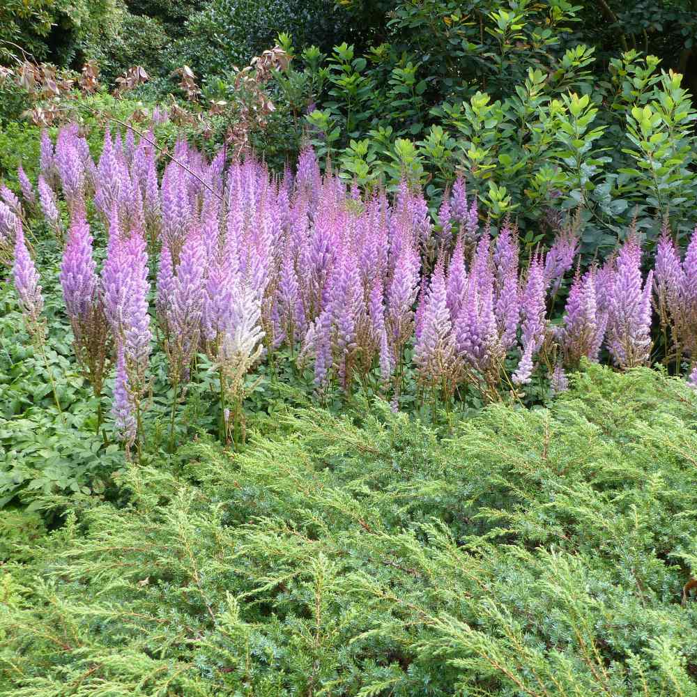 Astilbe Chinensis Pink Flowers
