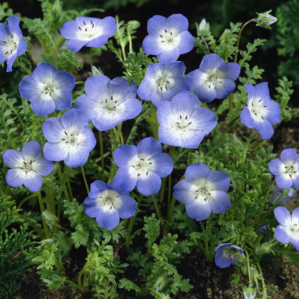 Baby Blue Eyes Wild Flowers