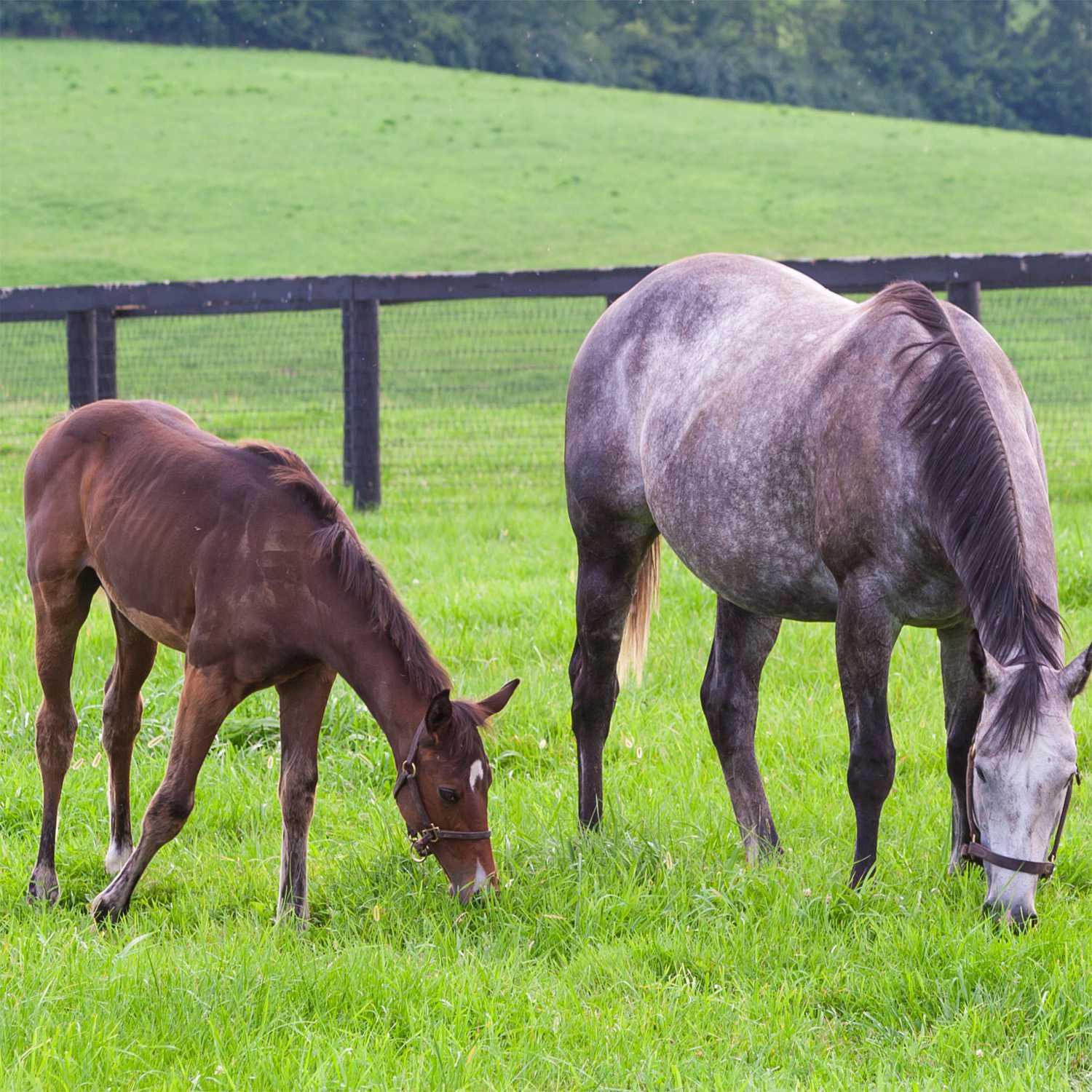 Bluegrass Forage Pasture Grass