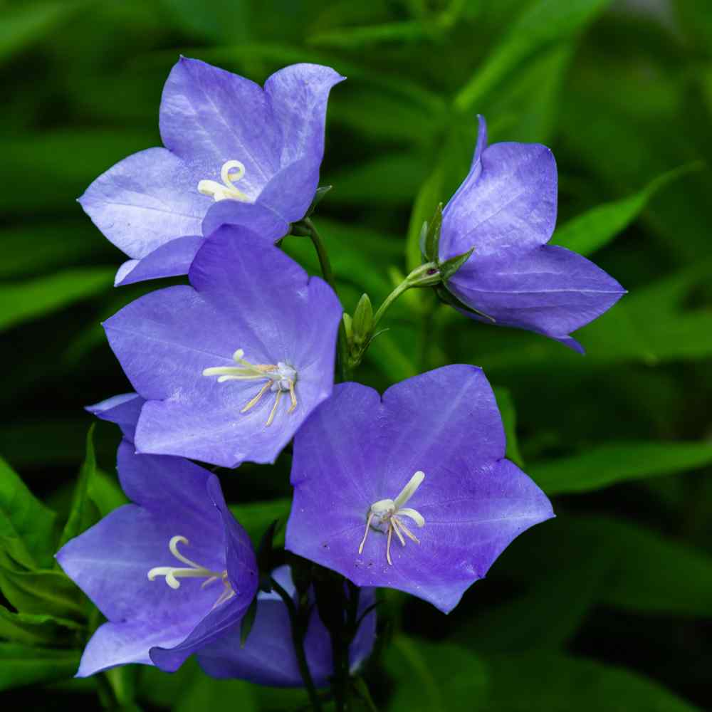 Balloon Flower Plant
