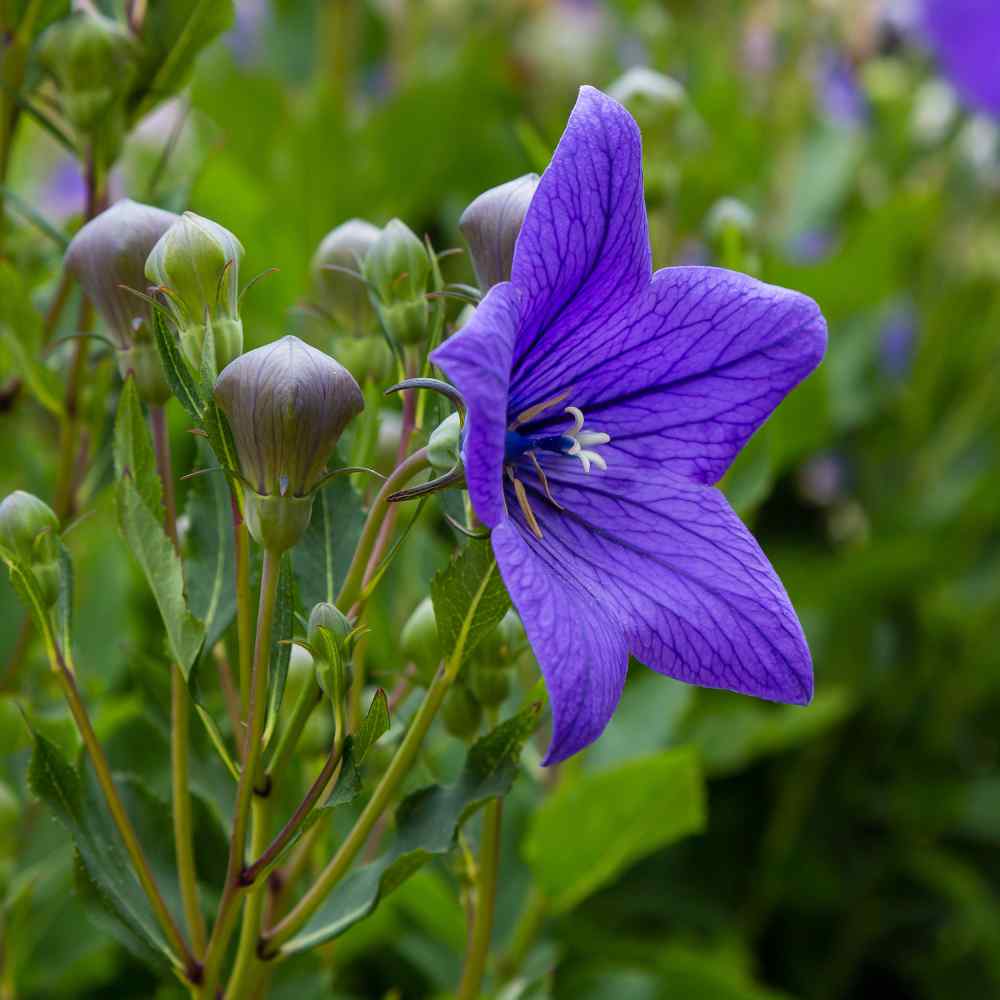 Platycodon Flower Seed