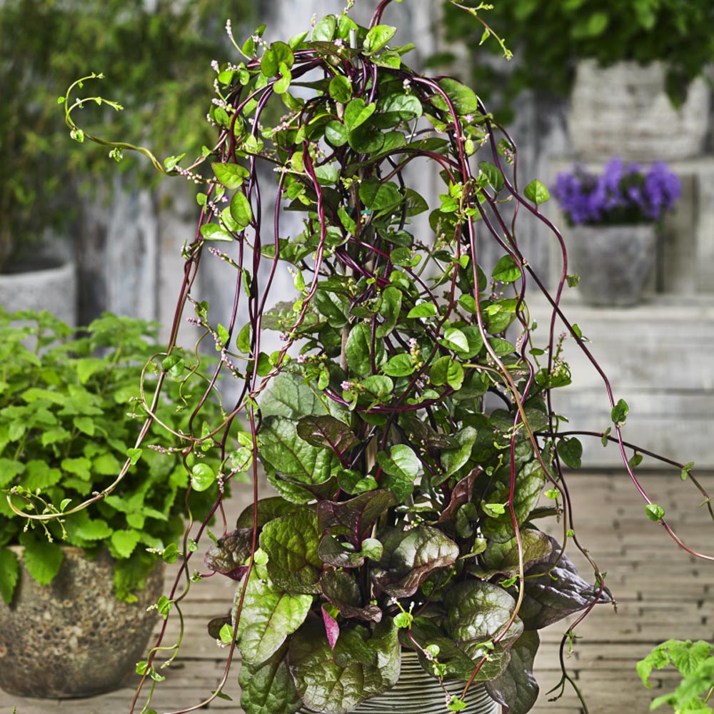Malabar Climbing Spinach VineSeed