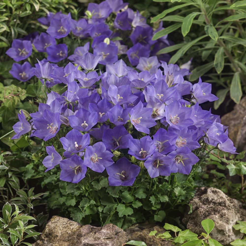 Campanula Carpatica Blue Clips Garden Flowers