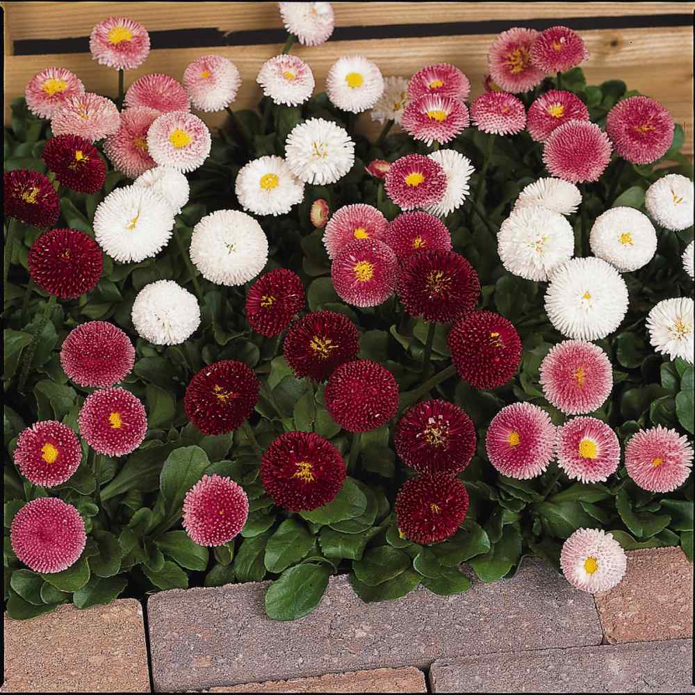 Bellis Mixture Flower Seed