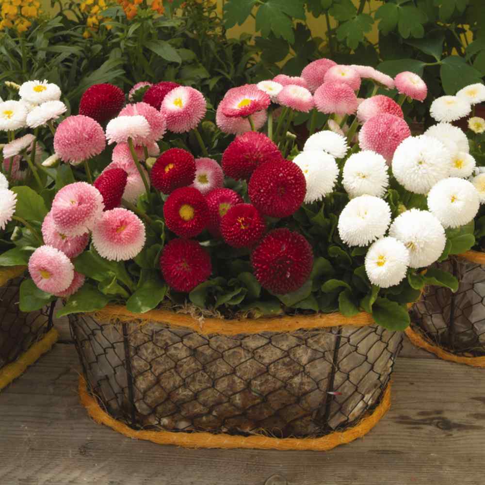 Bellis Flowers
