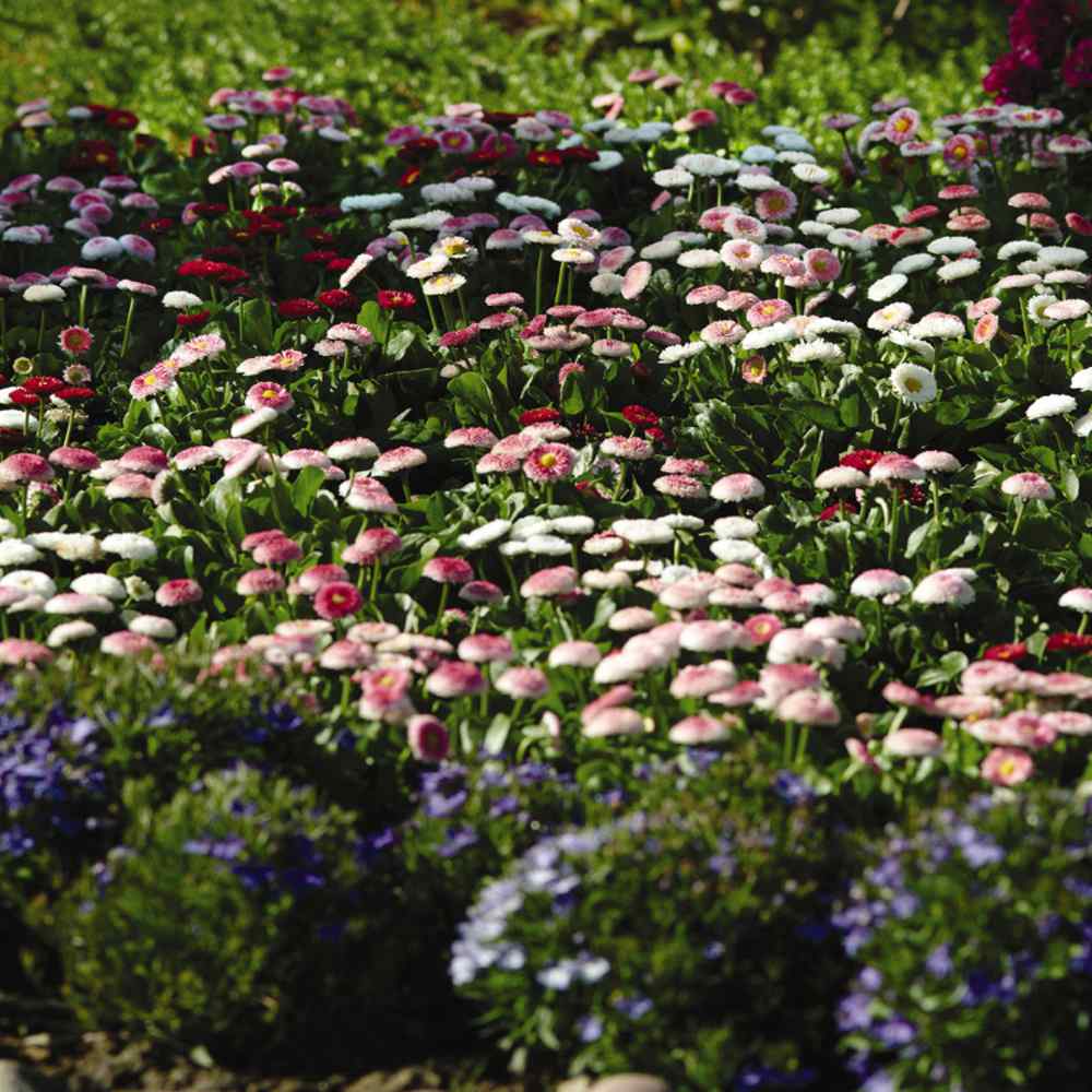 Bellis Flower Mix