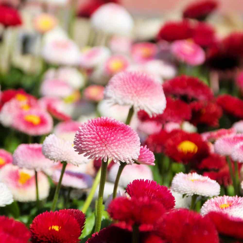 Bellis Flowers
