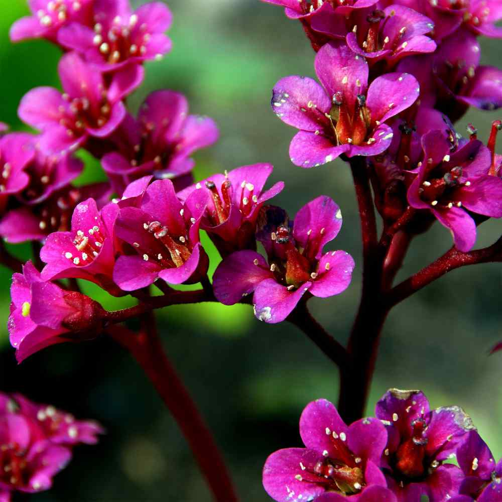 Bergenia Plant Seed