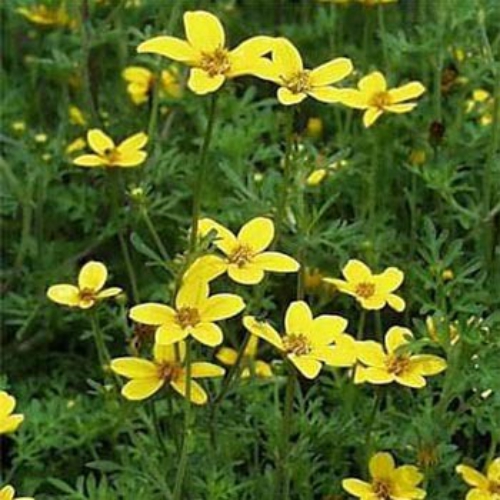 Bur Marigold