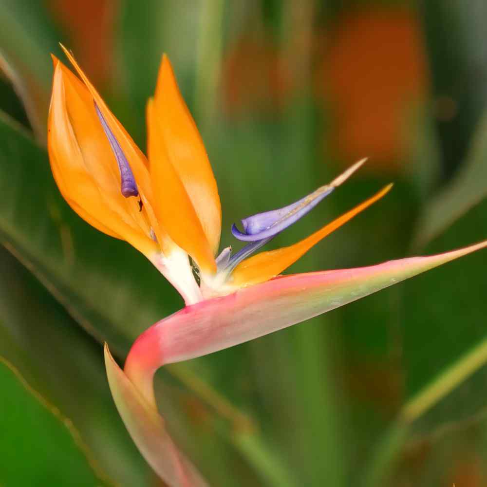 Bird of Paradise