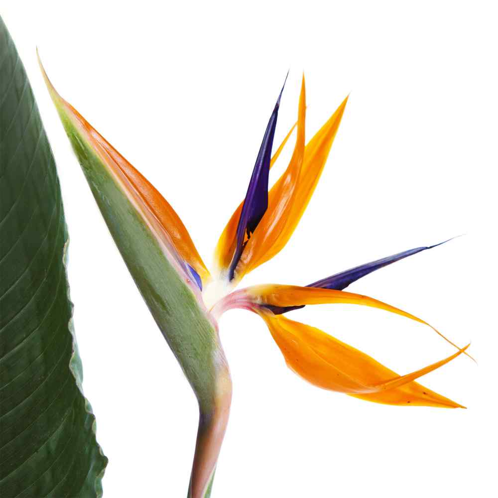 Strelitzia Reginae
